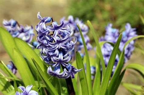 How to Grow: Hyacinth- Growing and Caring For Hyacinth Bulbs