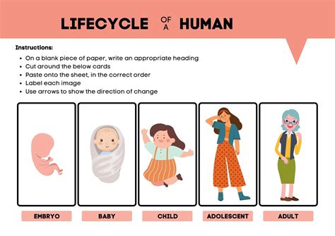 Human Life Cycle Worksheet Human Life Cycle Life – NBKomputer