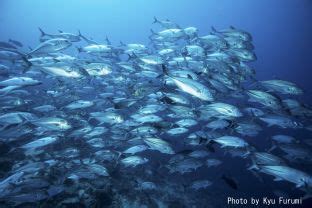 Madang Diving - Best of Papua New Guinea