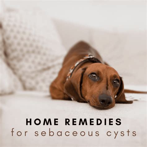 Treating a Dog's Sebaceous Cyst at Home - PetHelpful