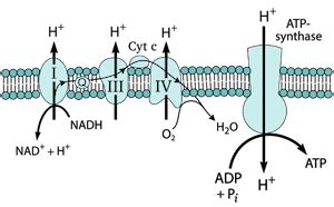 Oxygen in Cellular Respiration | Overview, Role & Function - Video ...