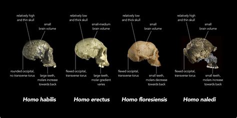 Paleoantropología hoy: Homo naledi