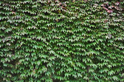 Ivy plant on wall 6841866 Stock Photo at Vecteezy