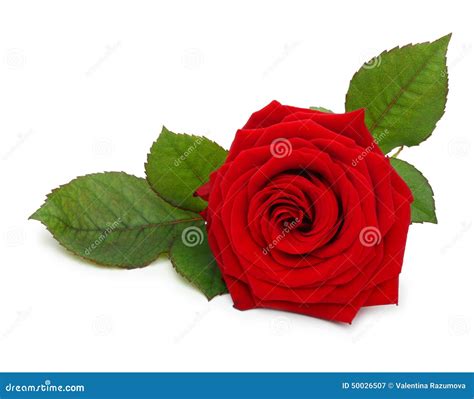 Single Red Rose Flower With Leaf Stock Photo 50026507 - Megapixl