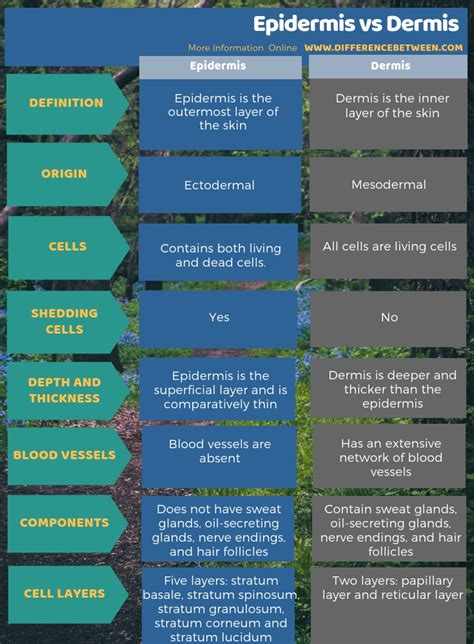 Difference Between Epidermis and Dermis | Compare the Difference Between Similar Terms