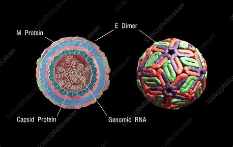 Dengue Virus in 3D Showing Structure - Stock Image - C043/2915 ...