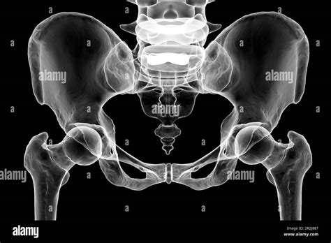 Anatomy of the pelvis bones, illustration Stock Photo - Alamy