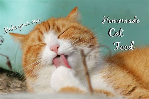 Making Your Own Homemade Cat Food {Guide + Recipes} - The Fluffy Kitty