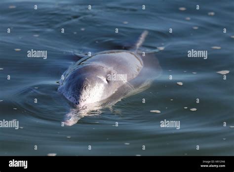 Australian Humpback Dolphin Stock Photo - Alamy