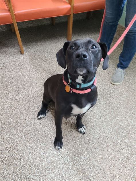 Dog for Adoption - Arya, a Black Labrador Retriever in Rockville, MD | Alpha Paw