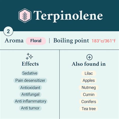 Terpinolene: What Are Its Effects? | Terpenes | The Cannigma