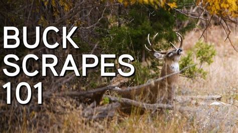 Understanding & Hunting Whitetail Buck Scrapes | Where, When & Why Bucks Scrape - YouTube in ...