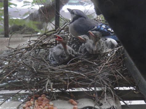 Blue Jays Nesting | Outside My Window