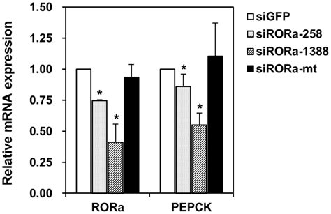 Effect of RORα deficiency on PEPCK expression. Suppression of... | Download Scientific Diagram