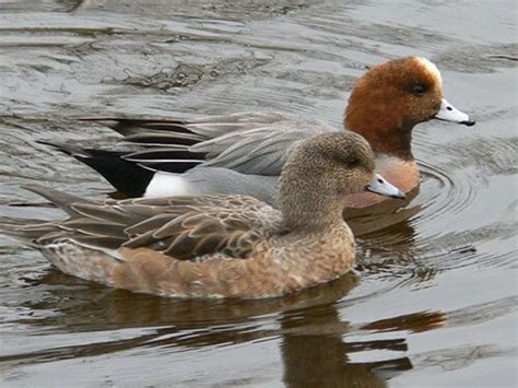 Waterfowl Anseriformes Family Birds - The World Of Ducks