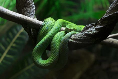 Discover Green Tree Viper Bite - Animals Around The Globe