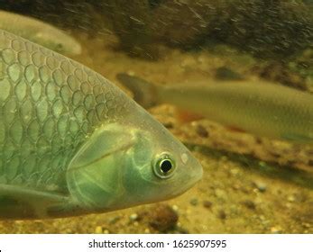 189 Barbel Fish Species Images, Stock Photos & Vectors | Shutterstock