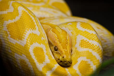 Burmese Python Wallpaper - WallpaperSafari