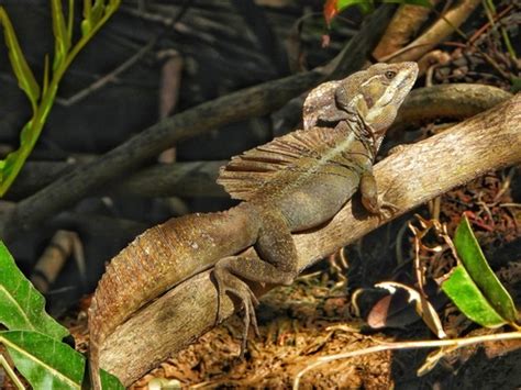 Common Basilisk (Basiliscus basiliscus) · iNaturalist