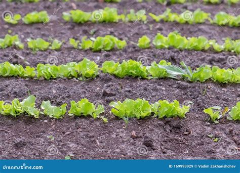 Baby Lettuce Growing on Farm in Open Ground, Farming and Gardening Concept. Stock Image - Image ...