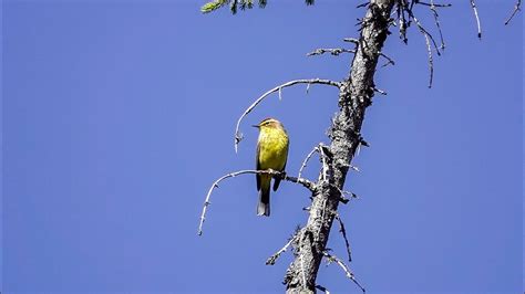 Palm Warbler Song (16 April 2023) - YouTube