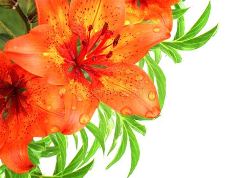 Bouquet with red lilies stock photo. Image of bouquet - 20365392