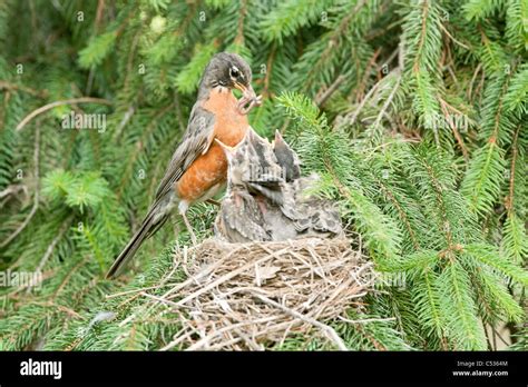 American Robin at Nest Stock Photo - Alamy