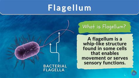 Flagellum - Definition and Examples - Biology Online Dictionary