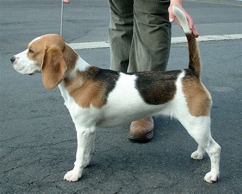 Beagle – Wikipedia