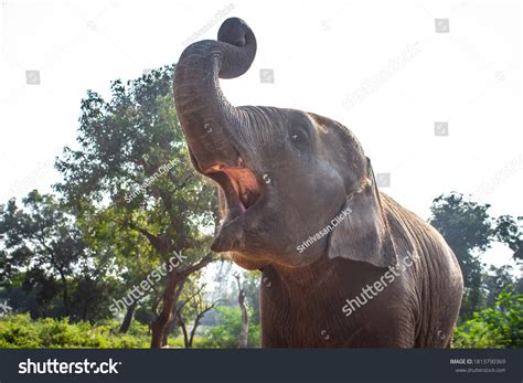 1,335 Elephant With Open Mouth Images, Stock Photos & Vectors ...