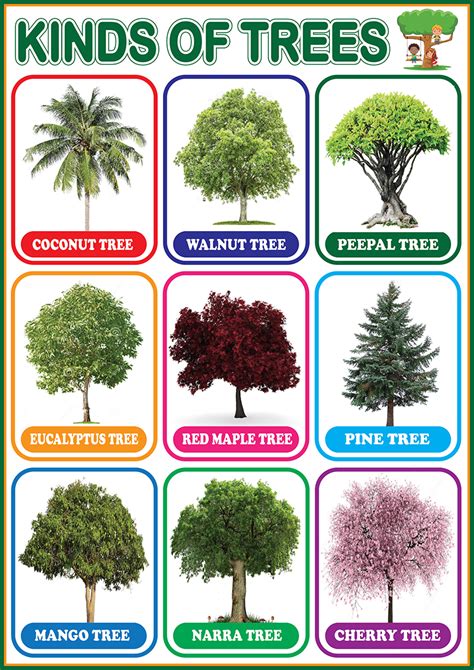 Kinds of Trees v2 Educational Chart - A4 Size Poster - Waterproof print | Lazada PH