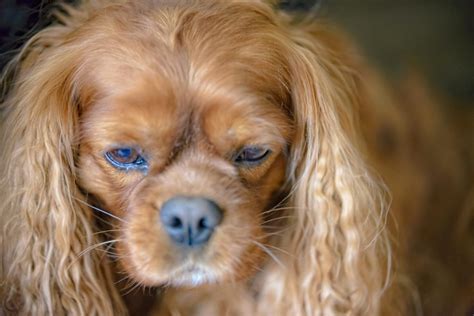 Cavalier King Charles Spaniel Lifespan & Health Issues