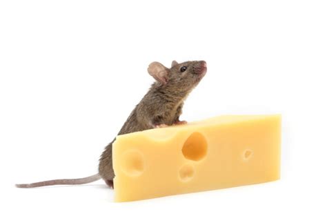 Can Pet Mice Eat Cheese? » Petsoid