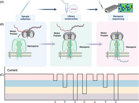 Nanopore sequencing technology and its applications - Zheng - 2023 ...