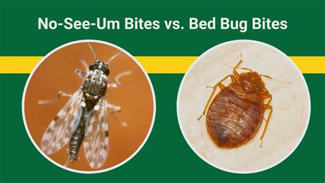 No-See-Um Bites vs. Bed Bug Bites | Best Bee Brothers