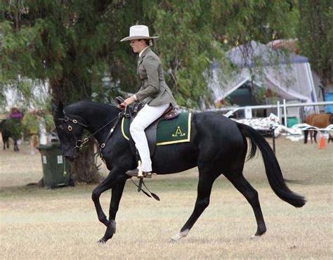 Stan Bowd gear black Australian stock horse | Horses, Show horses, Riding helmets