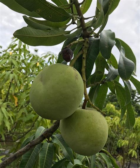 *Grafted MANGO TREE 1 GALLON (70+ VARIETIES WOW!) – Lara Farms Miami