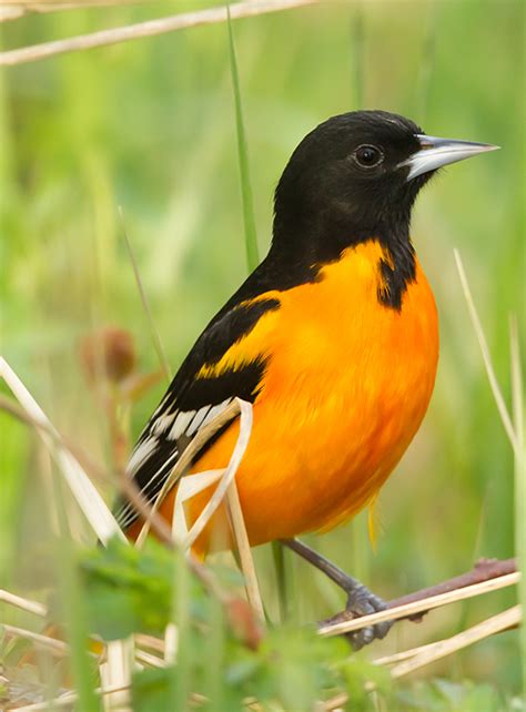 Baltimore Oriole : Minnesota Breeding Bird Atlas