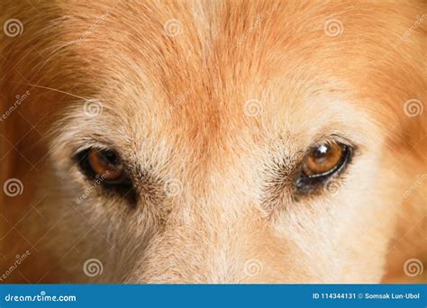 Dog Eyes Close Up, Golden Retriever Stock Image - Image of beautiful, background: 114344131