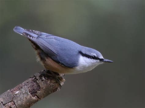 Eurasian nuthatch - Alchetron, The Free Social Encyclopedia