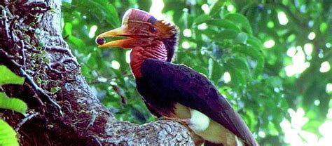 The Unique Helmeted Hornbill | Critter Science