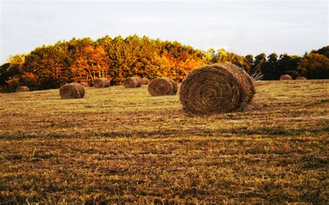 Hay Fields wallpaper | 1920x1200 | #27198