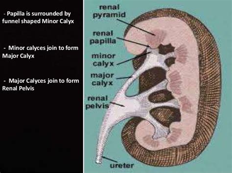 What function does a calyx perform in the kidneys? - powerpointban.web.fc2.com