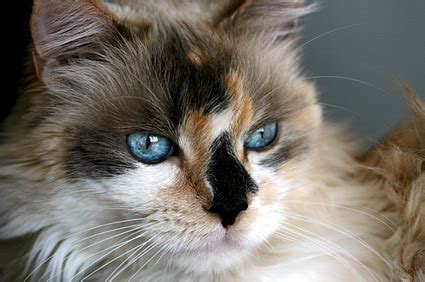 Are There Male Calico Cats? - Vetstreet | Vetstreet