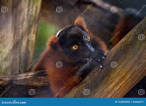 Baby Red Ruffed Lemur Pup Varecia Rubra Cling To Branches Stock Photo - Image of eyes, wildlife ...