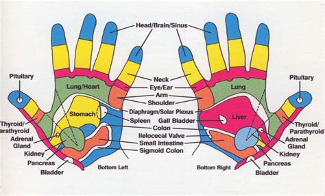 Reflexology Hand Chart | Reflexology chart, Hand reflexology, Reflexology hand chart