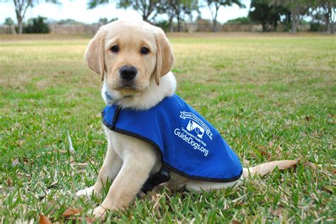 Puppies! Hug ‘Em in Florida at Southeastern Guide Dogs! | Digital Vacation Quest Blog