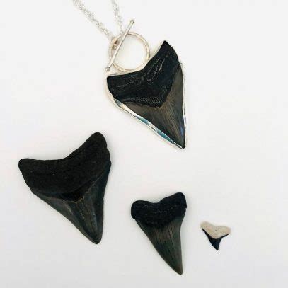 Megalodon Shark and Sterling Silver Sweetheart Toggle Necklace - 18" - Genuine Fossilized Shark ...