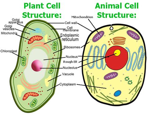 Quia - Flashcard and Matching Review: Cell Structures and Their Functions