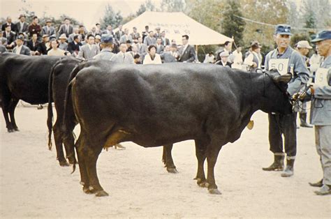 Wagyu Beef - A Delicious Meat from Japan You Just Have to Try